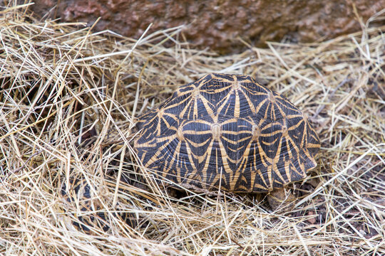 Psammobates geometricus. Testudinidae. Psammobates. African star tortoises. Turtle. 