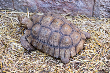 Geochelone sulcata. Turtle on the ground. The largest land turtle. Plant-eating reptile.  A herbivorous reptile. A large turtle with spurs