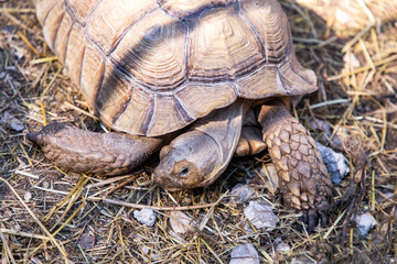 Geochelone sulcata. Turtle on the ground. The largest land turtle. Plant-eating reptile.  A herbivorous reptile. A large turtle with spurs