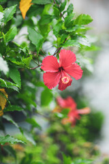  In other places the most tender leaves are put raw into salads.Hibiscus rosa-sinensis, commonly called Chinese hibiscus, is a frost tender evergreen that is probably native to tropical Asia.Each hibi