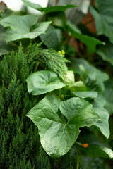 The leaves of Luffa cylindrica have a bitter, sour, slightly cold taste; Luffa cylindrica, focus on RIDGE GOURD FLOWER in the garden with blur background.luffa cylindrica 
