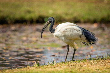 Sacred ibis at the waters edge