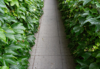 Parthenocissus green hedge, virginia crepeper foliage wall pattern, lush green victoria creeper ivy texture