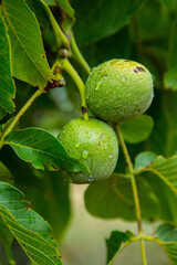 Green young walnuts grow on a tree after the rain. The walnut tree grows waiting to be harvested. Ripe nuts.