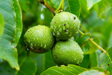 Green young walnuts grow on a tree after the rain. The walnut tree grows waiting to be harvested. Ripe nuts.