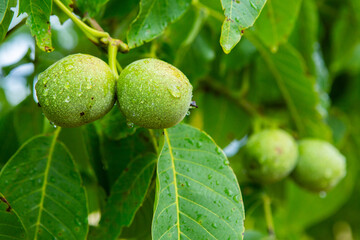 Green young walnuts grow on a tree after the rain. The walnut tree grows waiting to be harvested. Ripe nuts.