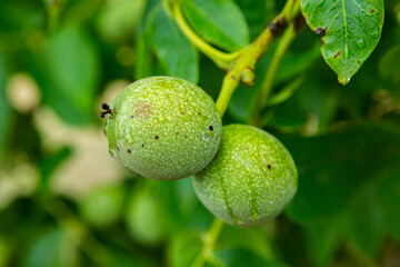 Green young walnuts grow on a tree after the rain. The walnut tree grows waiting to be harvested. Ripe nuts.