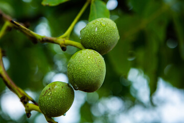 Green young walnuts grow on a tree after the rain. The walnut tree grows waiting to be harvested. Ripe nuts.