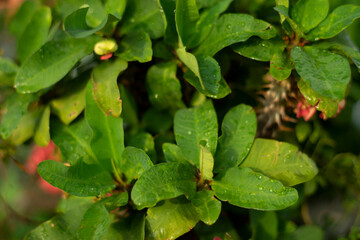 leaf from someone else's book,” both expressions for spiritual growth.Leaves. Leaf Doodle. A person constantly drawing leaves suggest that they are sharp and eager to take on more tasks 