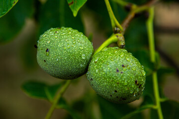 Green young walnuts grow on a tree after the rain. The walnut tree grows waiting to be harvested. Ripe nuts.