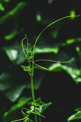  Benincasa hispida needs heat to grow, but  Benincasa hispida fruit is tolerant of low temperatures and  Benincasa hispida can be kept