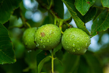 Green young walnuts grow on a tree after the rain. The walnut tree grows waiting to be harvested. Ripe nuts.