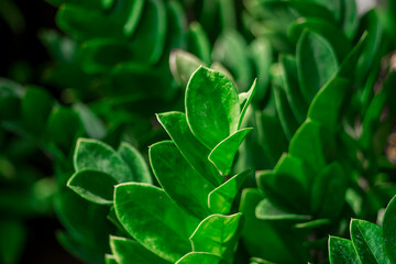  toxic gases.The stems and leaves of the Zamioculcas zamiifolia contain many calcium oxalate crystals,leaves. Zamioculcas zamiifolia Depending on the quantity needed, you can choose different propagat