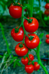 Red tomatoes on a branch in a greenhouse. Farm for growing vegetables. Eco plantation.