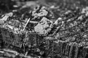 Macro  - Forest - Europe, Romania, Suceava region