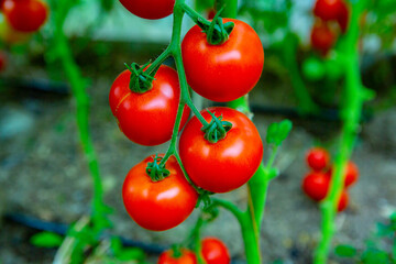 Red tomatoes on a branch in a greenhouse. Farm for growing vegetables. Eco plantation.