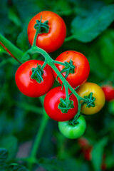 Red tomatoes on a branch in a greenhouse. Farm for growing vegetables. Eco plantation.