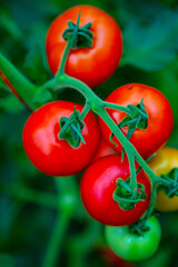 Red tomatoes on a branch in a greenhouse. Farm for growing vegetables. Eco plantation.