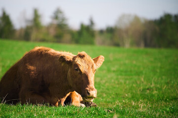 Fototapeta premium Brown cow peacefully lying on sunny farm