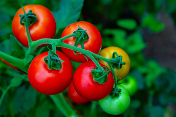 Red tomatoes on a branch in a greenhouse. Farm for growing vegetables. Eco plantation.