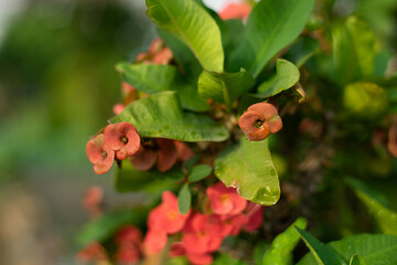 yellow, orange, purple, white.Kalanchoe pinnata Usually grown in bushes or cute mini pots for tabletop.Kalanchoe pinnata is a succulent and branched herbaceous plant that grows in bushes. The mature