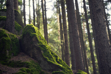 Big moss-covered rock in the European forest. Sunlight on the dark green moss. A moody landscape detail in the woods.
