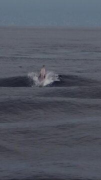happy striped dolphins jumping outside the sea slow motion wallpaper mobile lockscreen