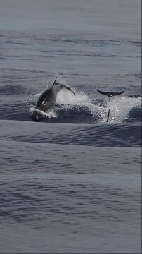 happy striped dolphins jumping outside the sea slow motion wallpaper mobile lockscreen