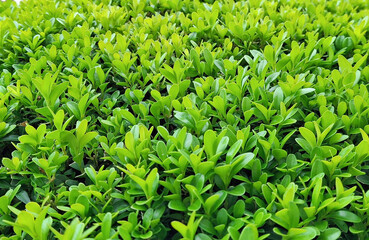 Macro view of a buxus sempervirens plant