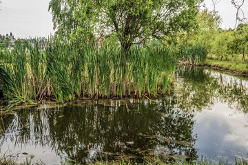 Landscapes -  Forest - Europe, Romania, Suceava region
