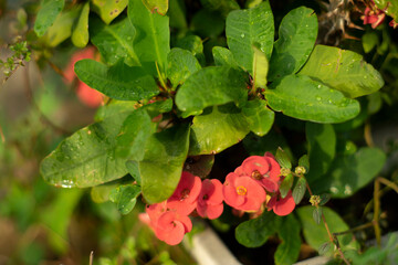  yellow, orange, purple, white.Kalanchoe pinnata Usually grown in bushes or cute mini pots for tabletop.Kalanchoe pinnata is a succulent and branched herbaceous plant that grows in bushes. The mature