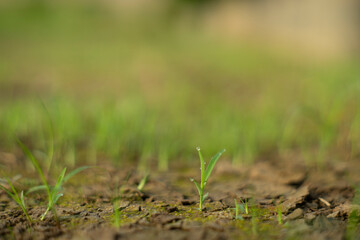 Zoysia Tenuifolia is often used to cover the ground of hills,Zoysia Tenuifolia open spaces, between rocks and around ponds, small needles create a beautiful green carpet.