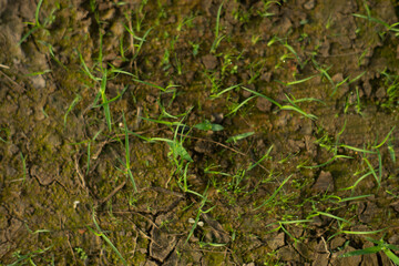 Zoysia Tenuifolia is often used to cover the ground of hills,Zoysia Tenuifolia open spaces, between rocks and around ponds, small needles create a beautiful green carpet.