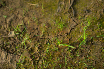 Zoysia Tenuifolia grow in small clusters, in the form of flowers about 2-3 cm long, each flower of Zoysia Tenuifolia has 8-10 flowers. Not suitable for planting 