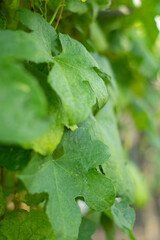 once a year,  Benincasa hispida freezes  Benincasa hispida will wither.  Benincasa hispida leaves are spread out, oval-shaped with armored hairs, 10–20cm across.  Benincasa hispida  are