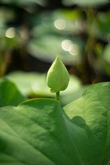  largest flowers Nelumbo nucifera can be up to 20 cm in diameter. along the banks of the Nile River in Egypt along with a closely related Nelumbo nucifera 