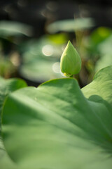  largest flowers Nelumbo nucifera can be up to 20 cm in diameter. along the banks of the Nile River in Egypt along with a closely related Nelumbo nucifera 