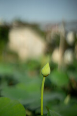  the lotus genus. In ancient times Nelumbo nucifera was a common plant growing along the banks,Nelumbo nucifera float right on the water surface. Old stems have many small thorns