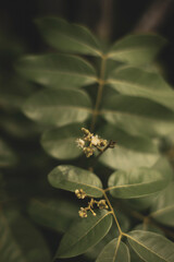  stomach pain and chronic gastritis. Malus domesticus To do that, you need to peel the Malus domesticus, then puree Malus domesticus and eat this fresh apple powder in the morning on an empty