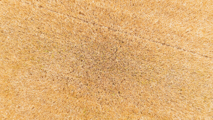 Beautiful Wheat Field with Tracks on a Sunny Day