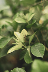  insect on plant against black background, Macro Oxya, Many species of grasshopper-like insects are prized in Mexico for their protein content and flavor; grasshoppers are sometimes raised intentional