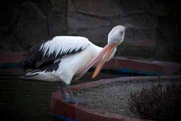 Pelican on nature in summer.