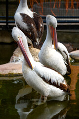 Pelican on nature in summer.