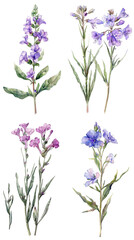 Obraz premium Watercolor Statice Limonium flower on Clear Background