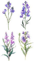 Fototapeta premium Watercolor Statice Limonium flower on Clear Background