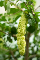  Cham are oval or teardrop shaped.
The branches of the Gmelina philippensis Cham have sharp thorns, creating a rustic beauty and Gmelina philippensis Cham own personality.