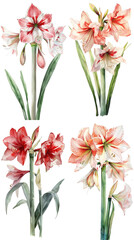 Obraz premium Watercolor Amaryllis Hippeastrum flower on Clear Background
