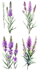 Watercolor Blazing Star Flower Or Liatris Spicata On Transparent Background