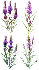 Fototapeta premium Watercolor Blazing Star Flower Or Liatris Spicata On Transparent Background