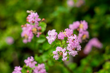 planting and Lagerstroemia indica ability to thrive in hot, humid summer climates with regular precipitation.Lagerstroemia indica is one of only a few trees/shrubs to offer brilliant color in late 